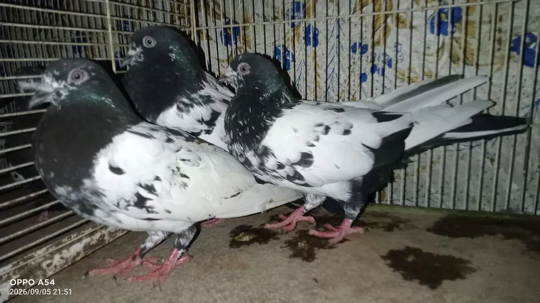 hi flyers pigeon — photo 4