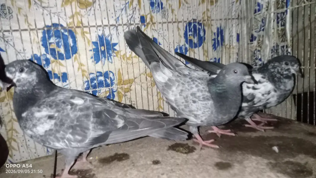 hi flyers pigeon — photo 5
