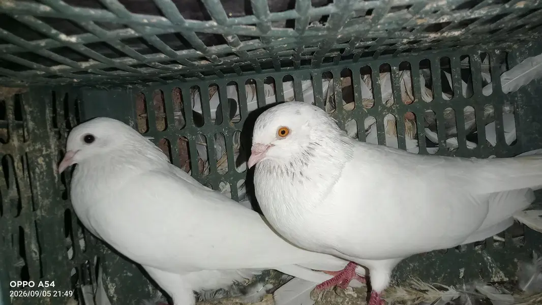 hi flyers pigeon — photo 6