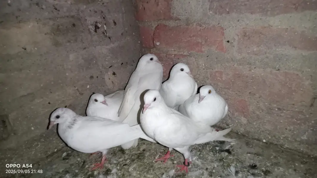 hi flyers pigeon — photo 7