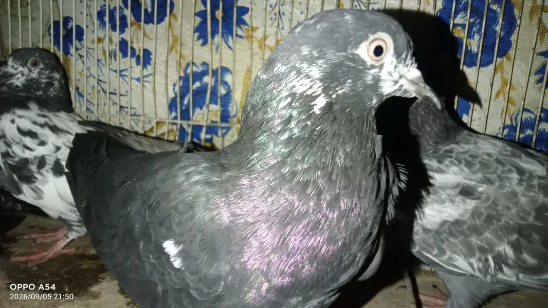 hi flyers pigeon — photo 8
