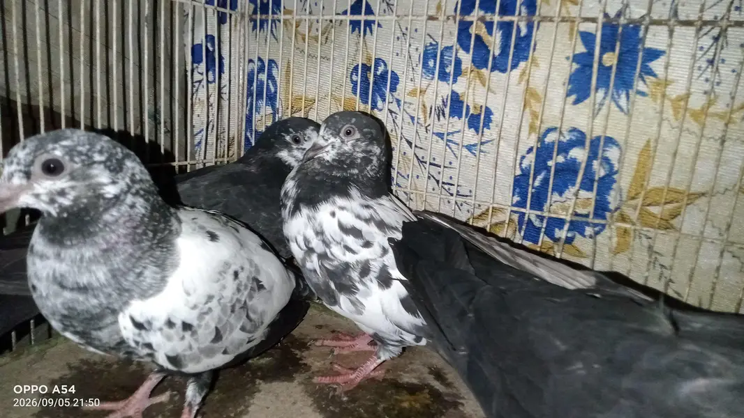 hi flyers pigeon — photo 9