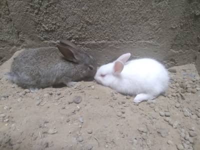 Cute 1 Month Old Rabbit Babies Pair - Rs 1500 - Karachi