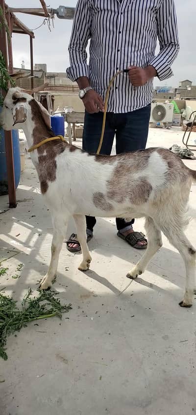 bakra bissar tapra