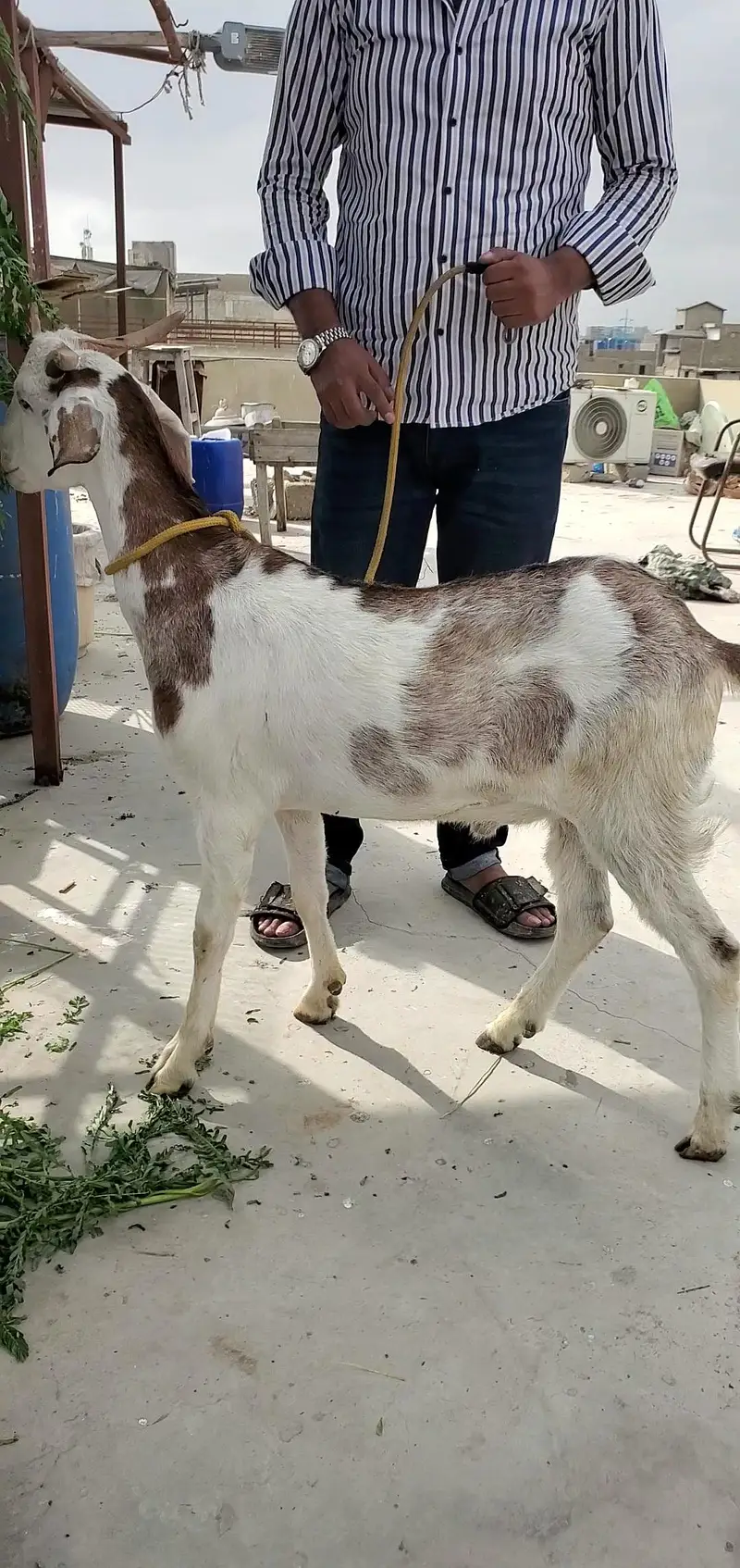 bakra bissar tapra