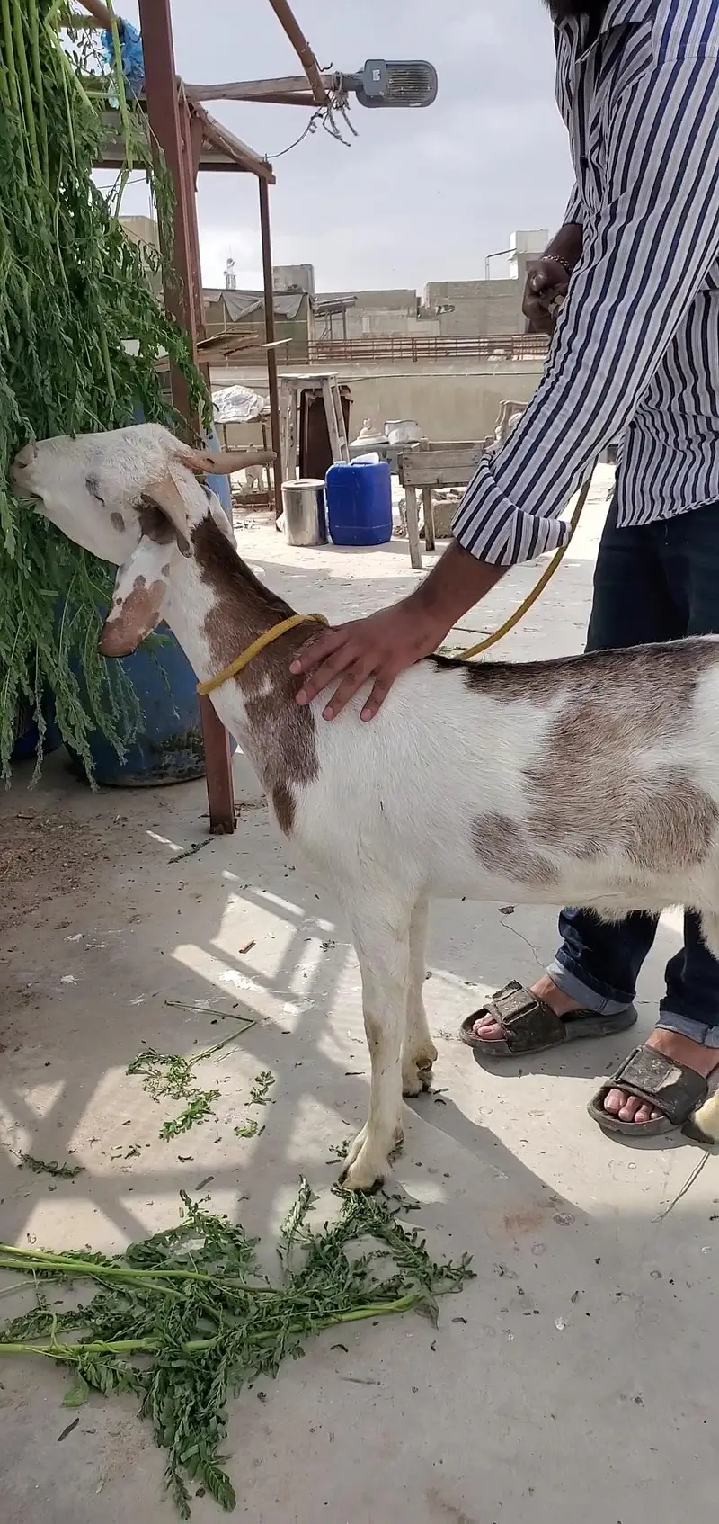 bakra bissar tapra — photo 2