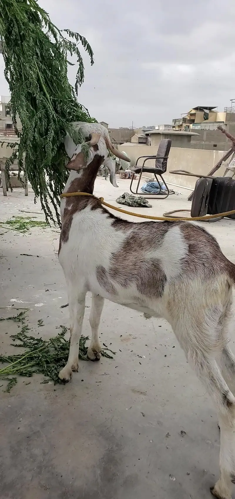 bakra bissar tapra — photo 4