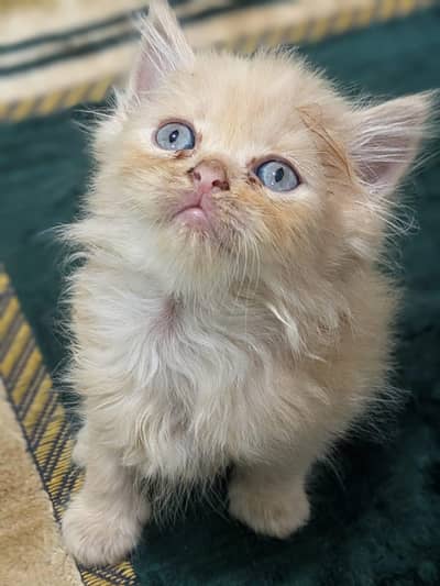 Persian kittens for sell,triple coated ,semi punch face