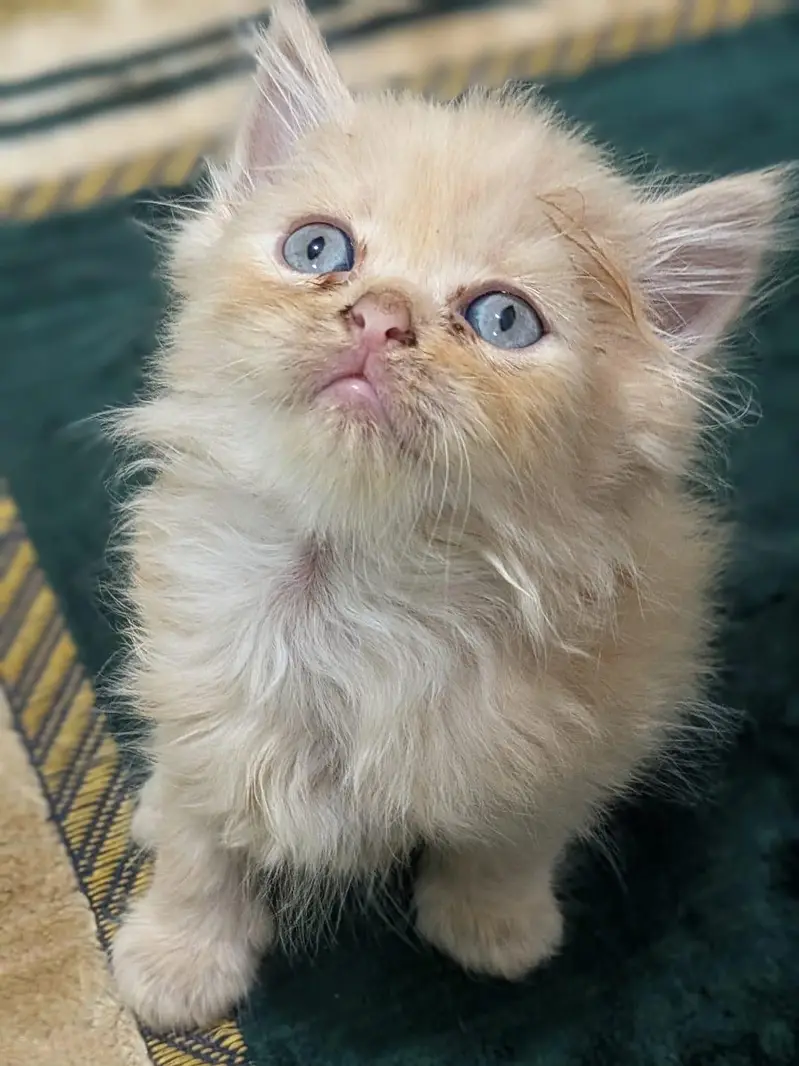 Persian kittens for sell,triple coated ,semi punch face