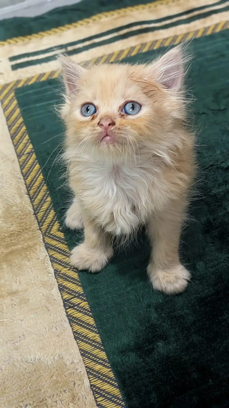 Persian kittens for sell,triple coated ,semi punch face — photo 2