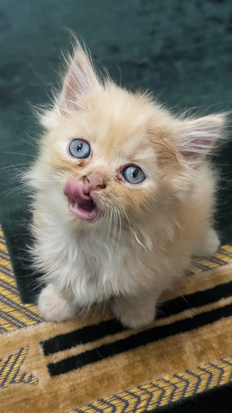 Persian kittens for sell,triple coated ,semi punch face — photo 3