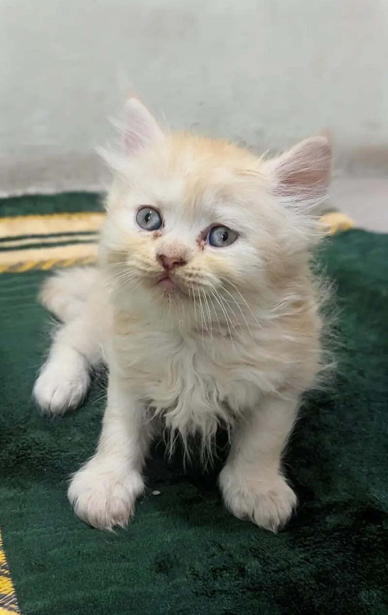 Persian kittens for sell,triple coated ,semi punch face — photo 4