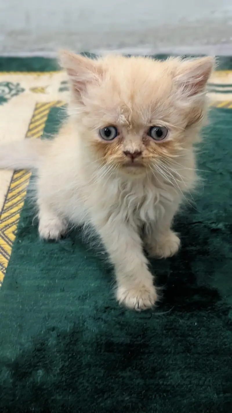Persian kittens for sell,triple coated ,semi punch face — photo 5