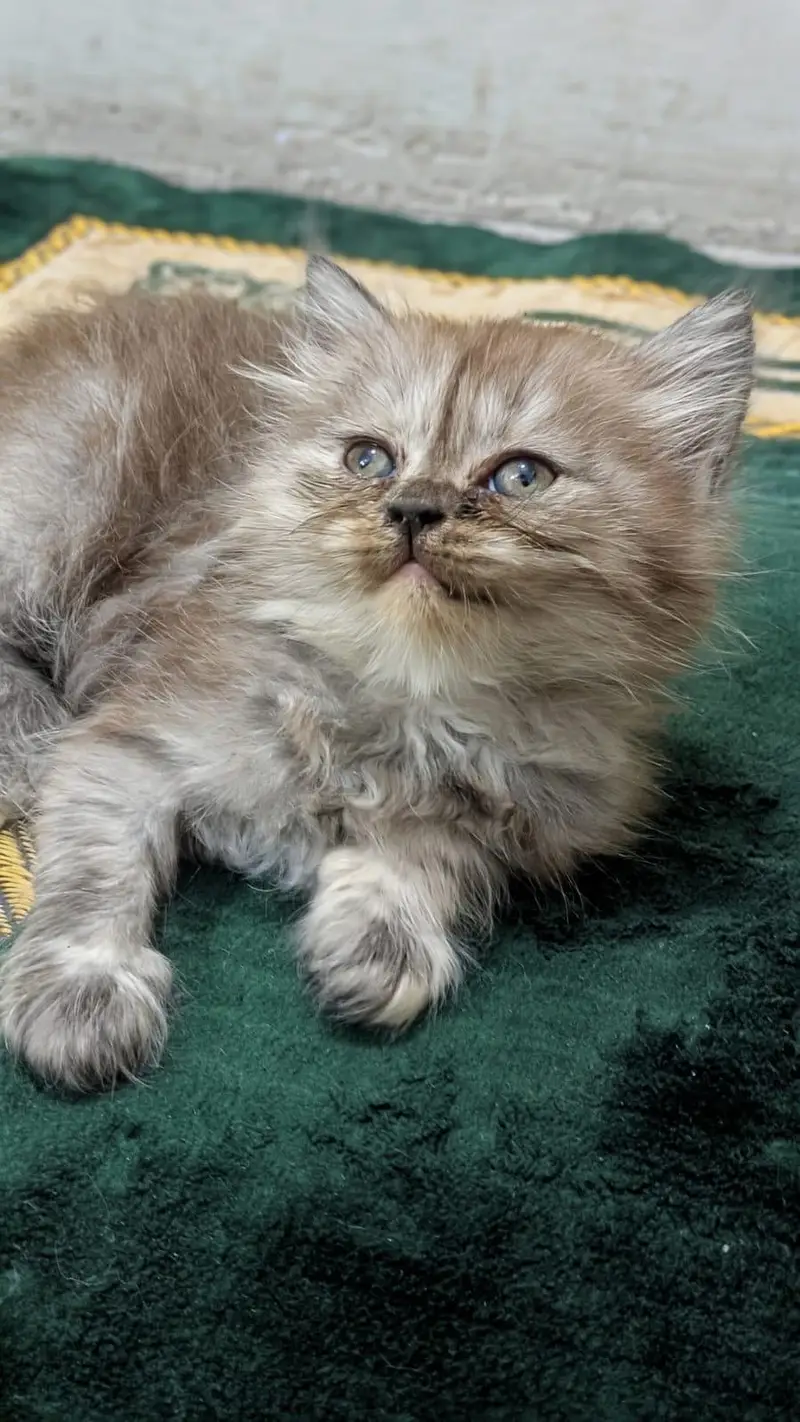 Persian kittens for sell,triple coated ,semi punch face — photo 6