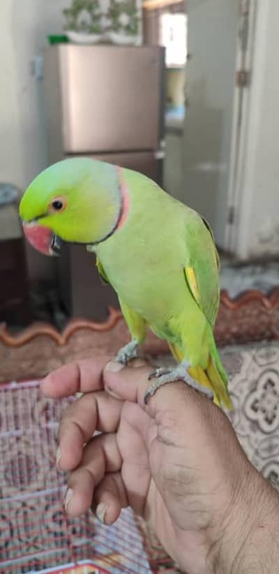 Adult Malai tamed and taking green rignceks/Color rignecks