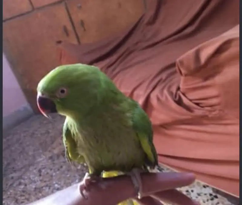 Adult Malai tamed and taking green rignceks/Color rignecks — photo 2