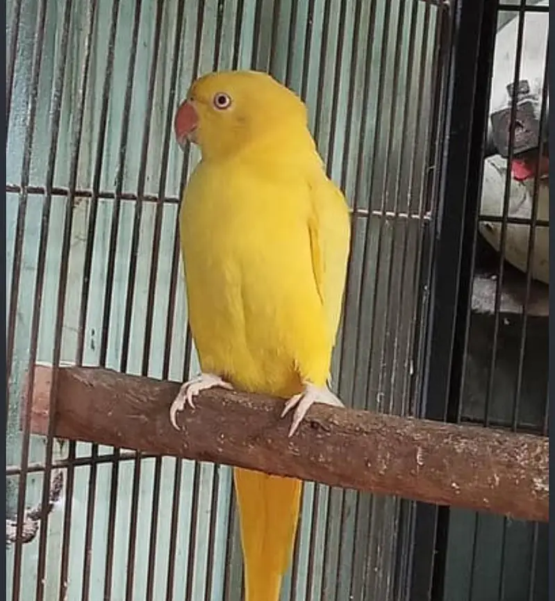 Adult Malai tamed and taking green rignceks/Color rignecks — photo 3