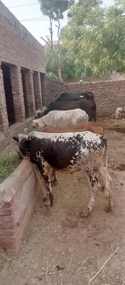 bachra Cross