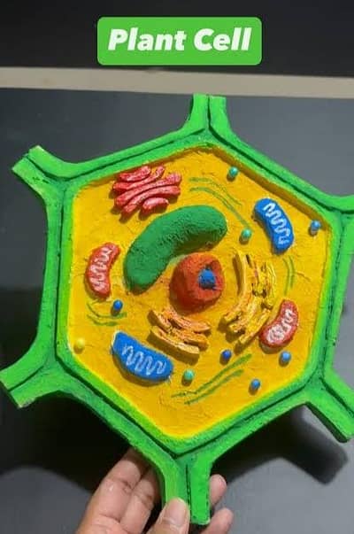 3D Science Models for School Projects | Custom Made