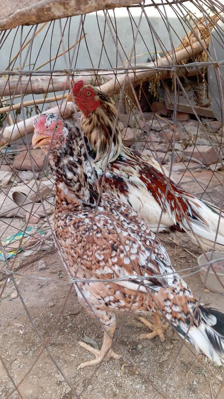 I m selling high quality of breeder pair
