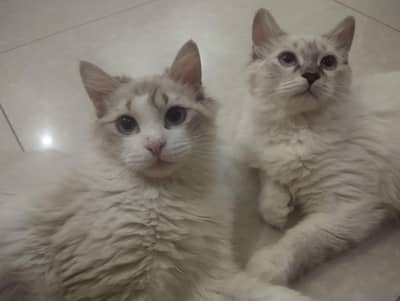 persion cats for sale