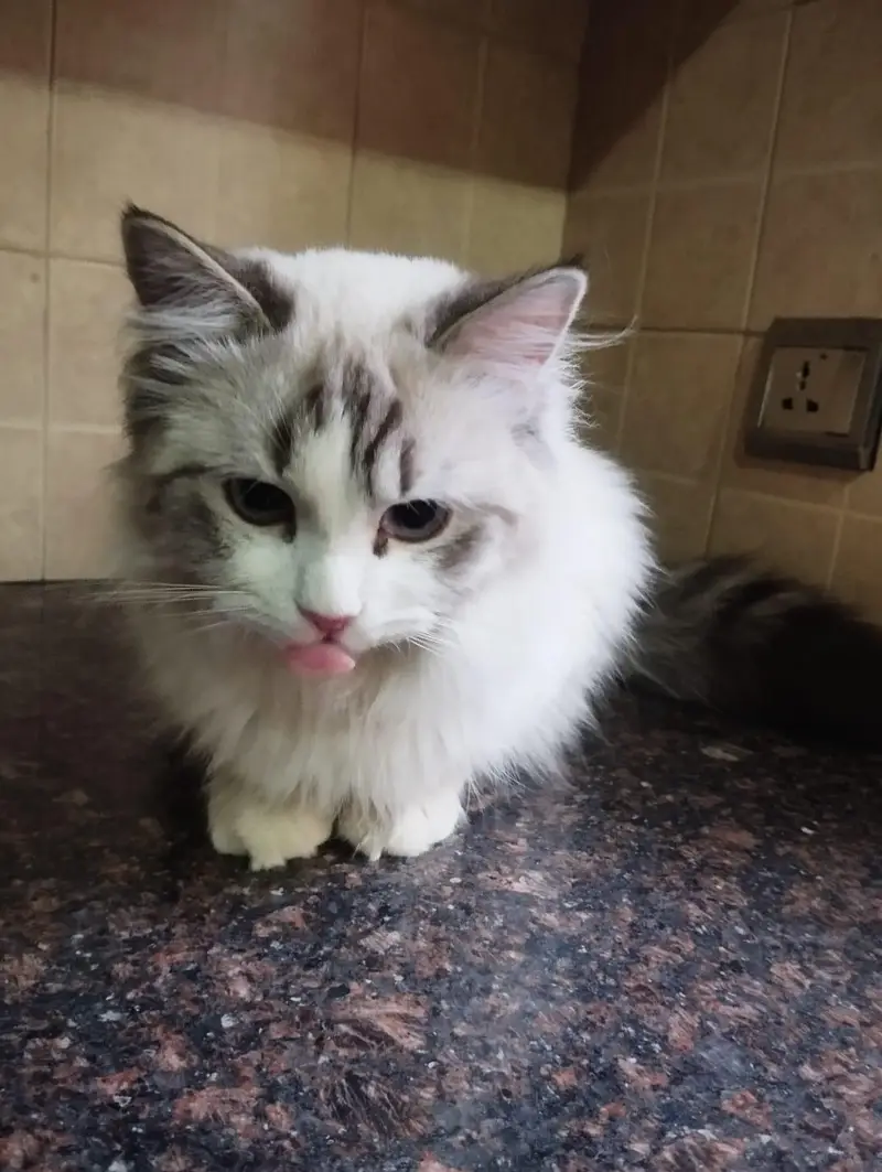 persion cats for sale — photo 2