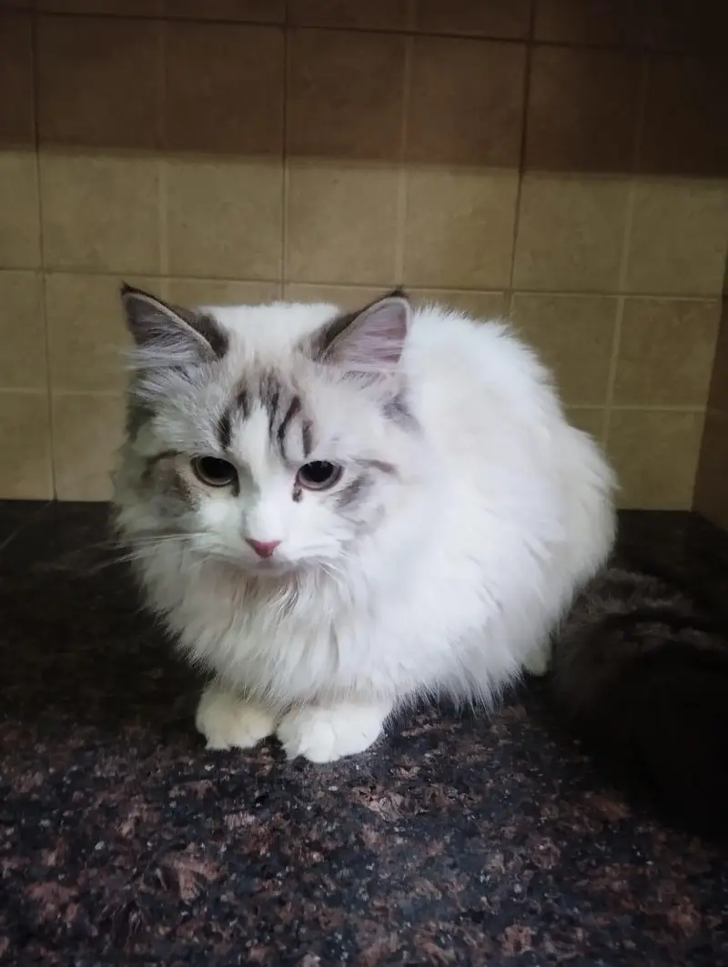 persion cats for sale — photo 3