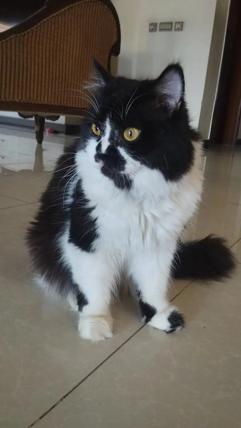 persion cats for sale — photo 4
