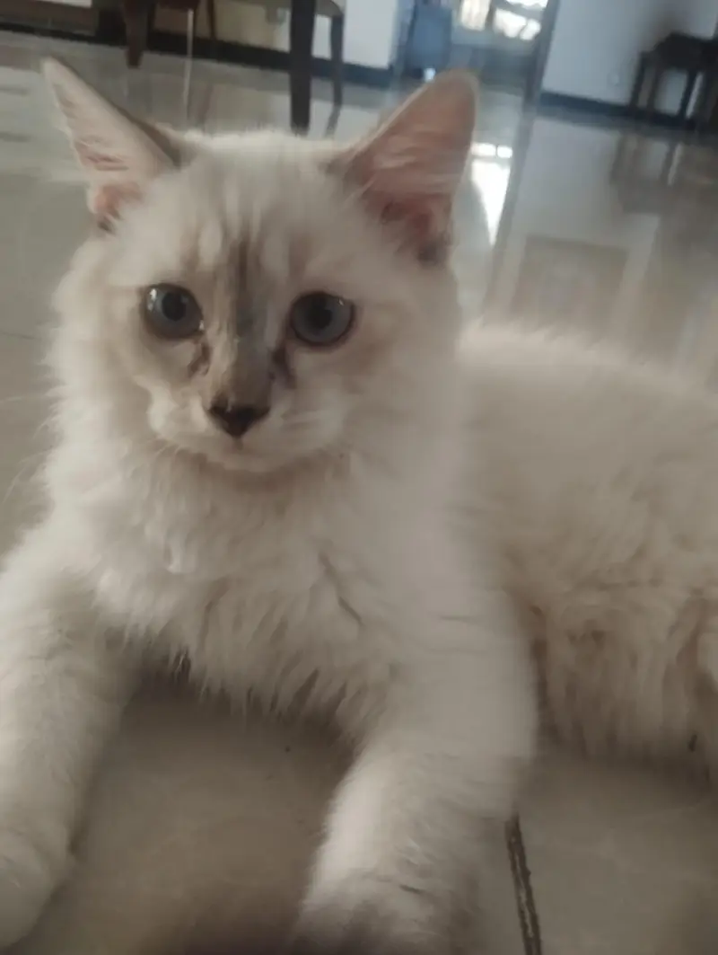 persion cats for sale — photo 5