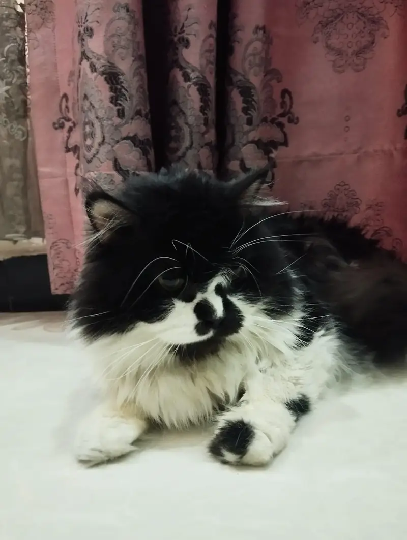 persion cats for sale — photo 6