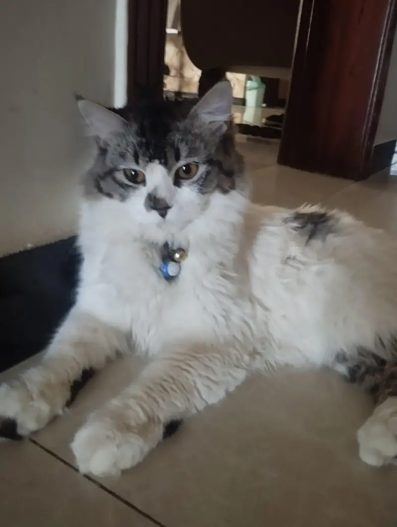 persion cats for sale — photo 7