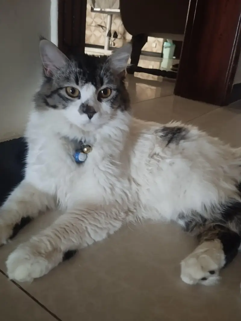 persion cats for sale — photo 8