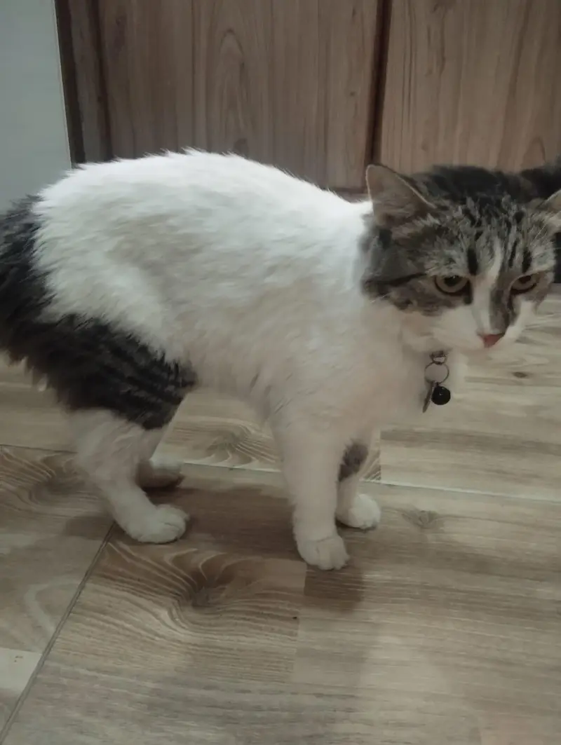 persion cats for sale — photo 9