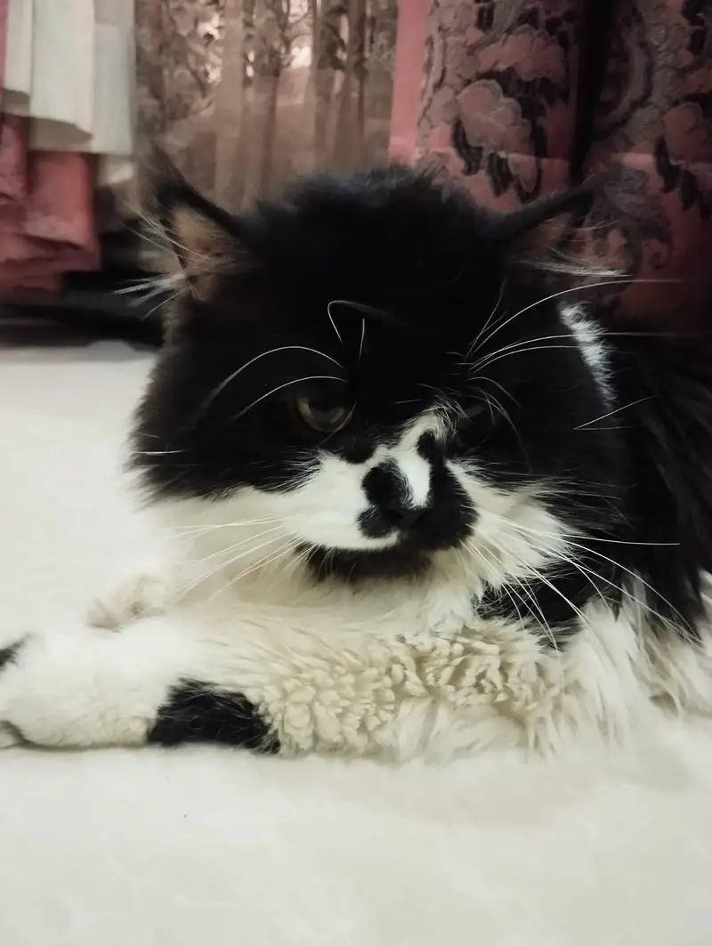 persion cats for sale — photo 10