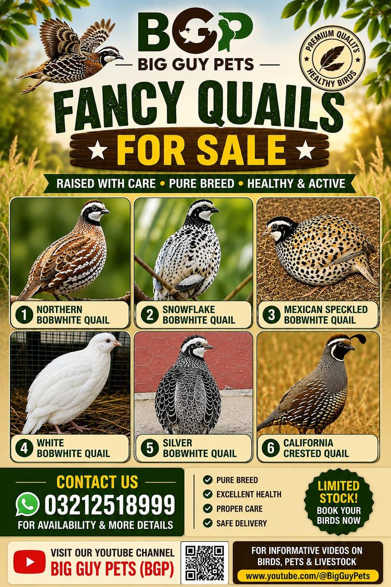 Fancy Birds 0