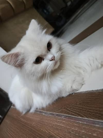 White Persian Cat Female
