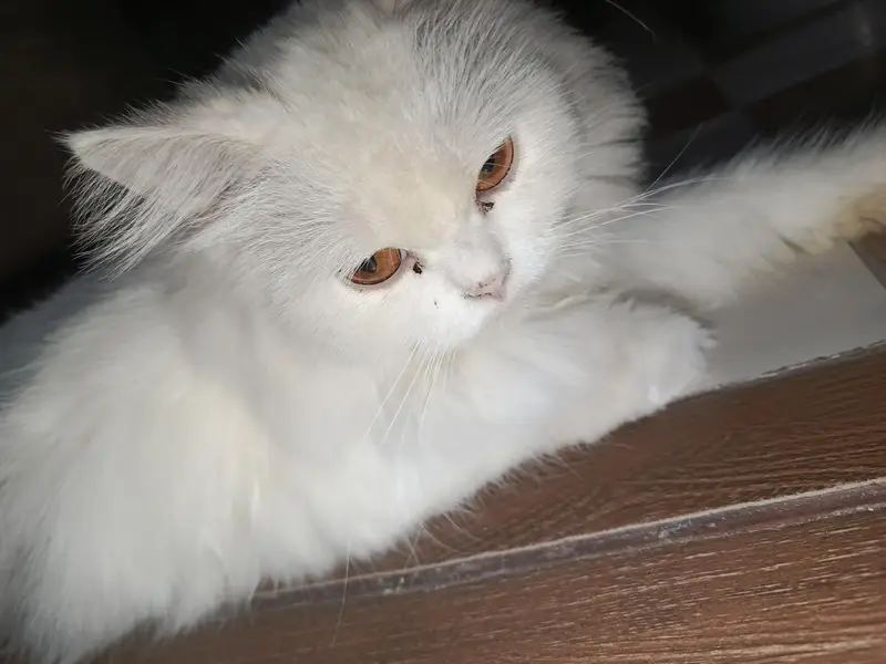 White Persian Cat Female — photo 2