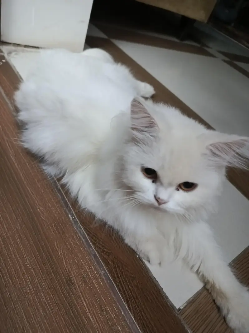 White Persian Cat Female — photo 3