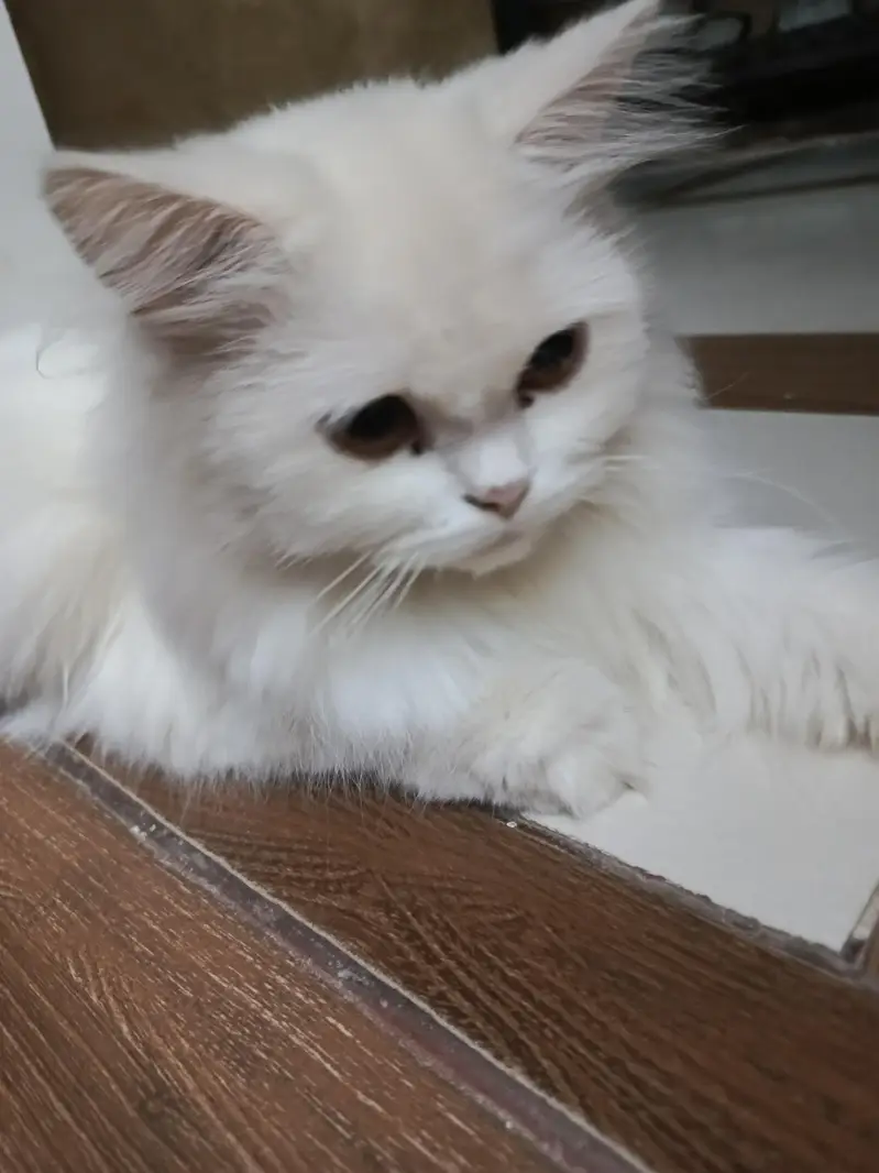White Persian Cat Female — photo 4