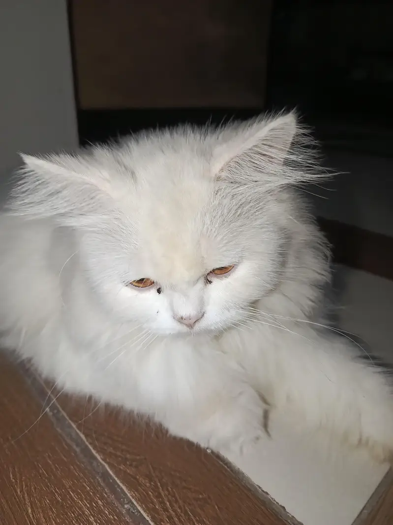White Persian Cat Female — photo 5
