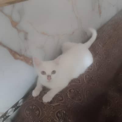 cat for sale