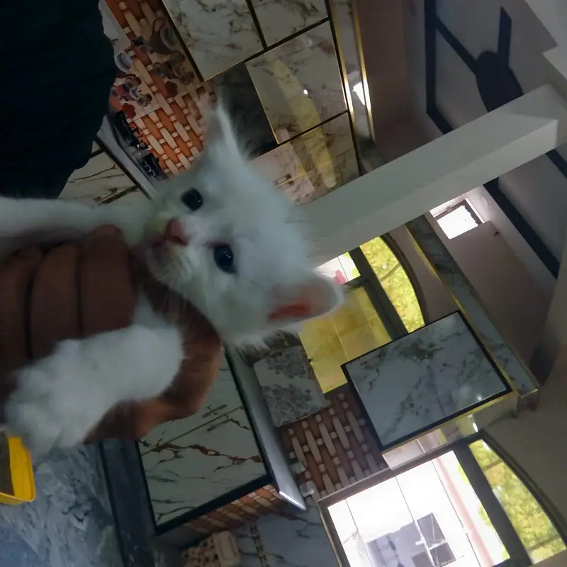 cat for sale — photo 2