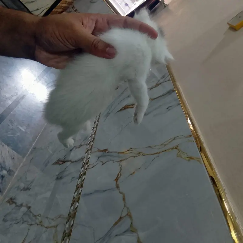 cat for sale — photo 3