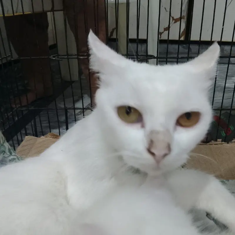 cat for sale — photo 4