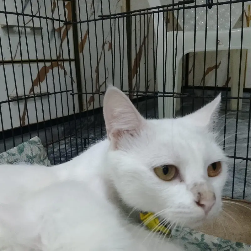 cat for sale — photo 5