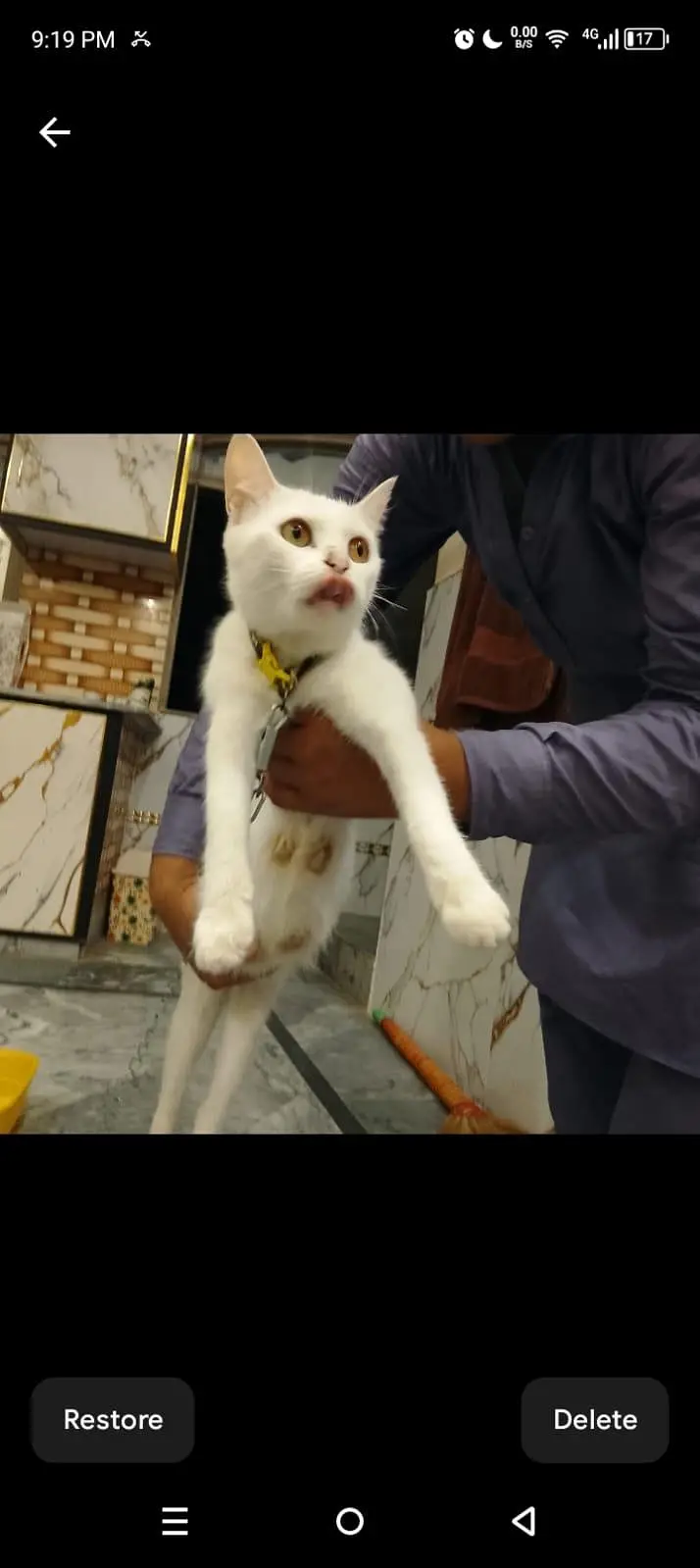 cat for sale — photo 8