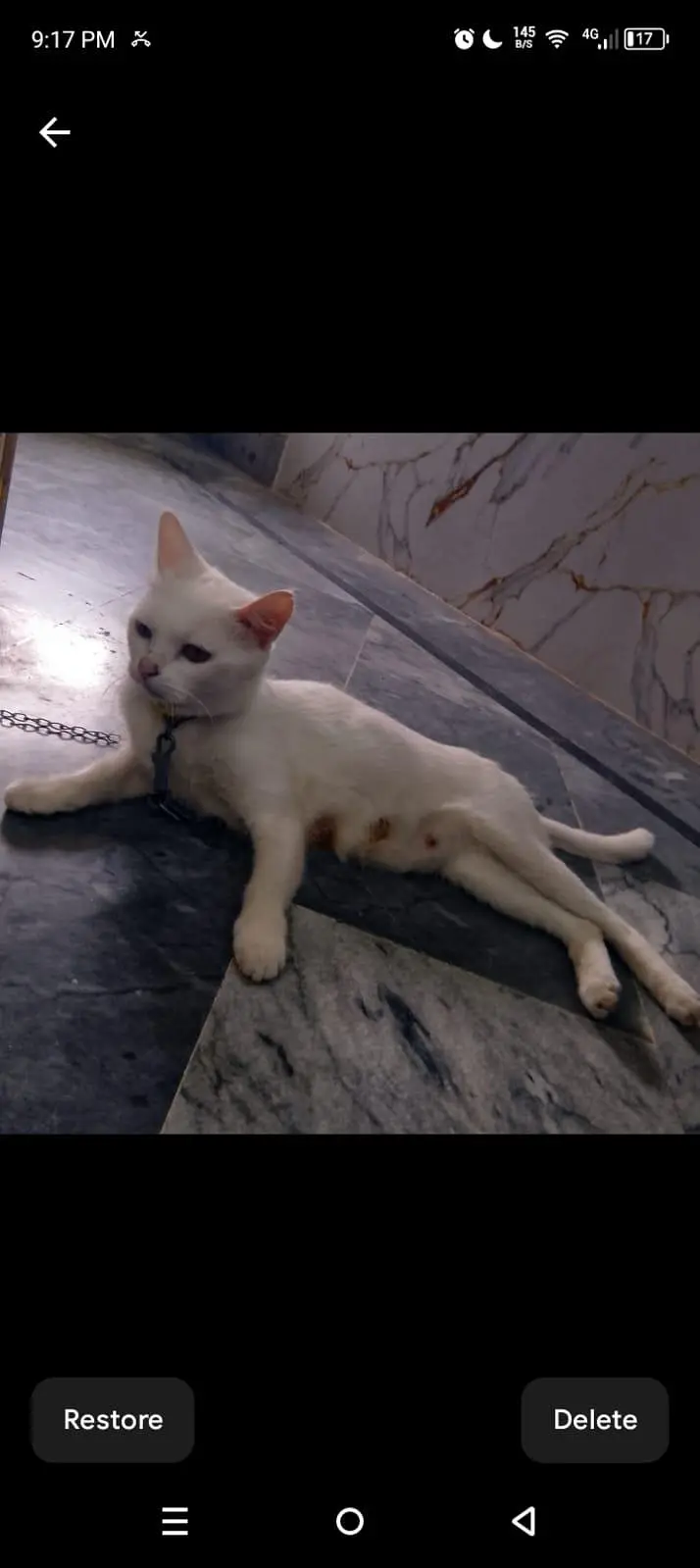 cat for sale — photo 9