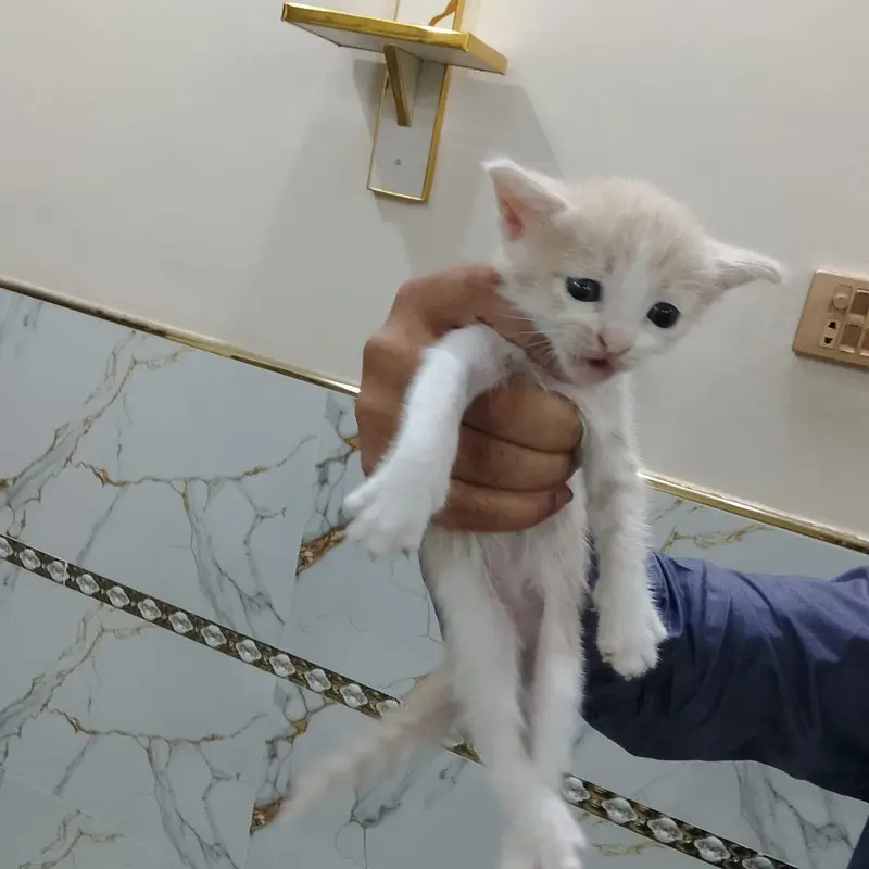 cat for sale — photo 10