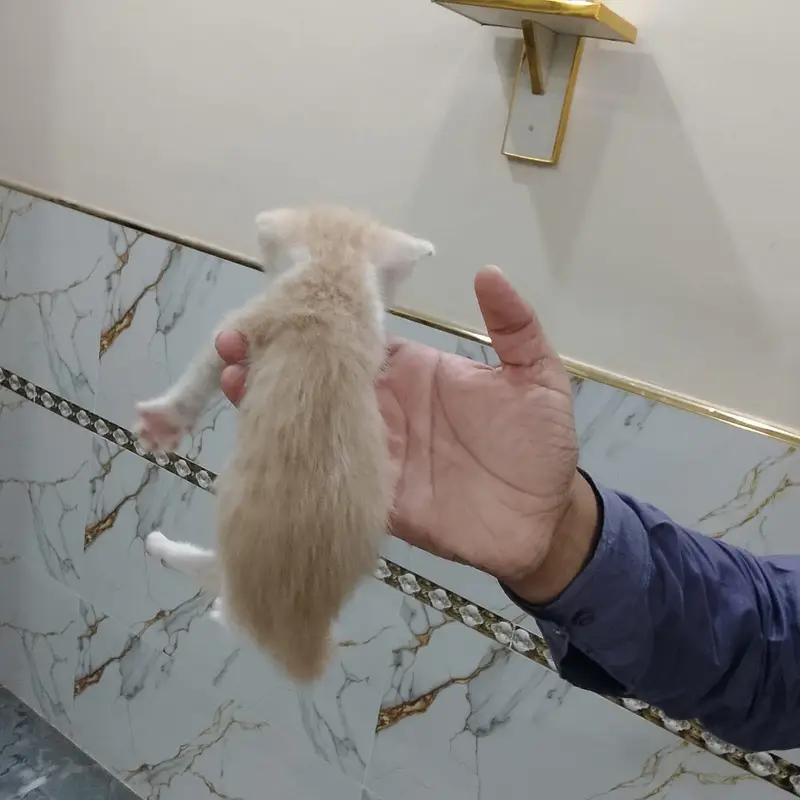 cat for sale — photo 11