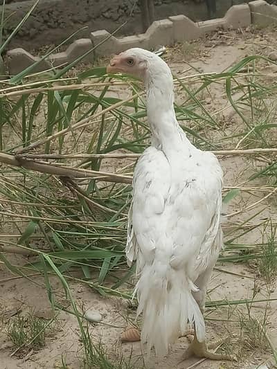 Aseel Heera white Perot bik cross